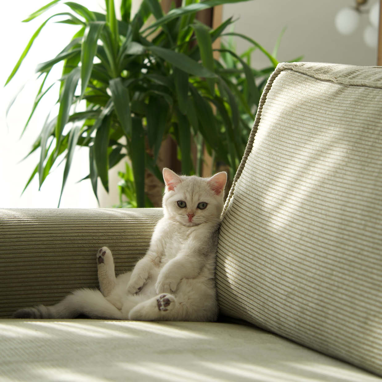 cat on couch